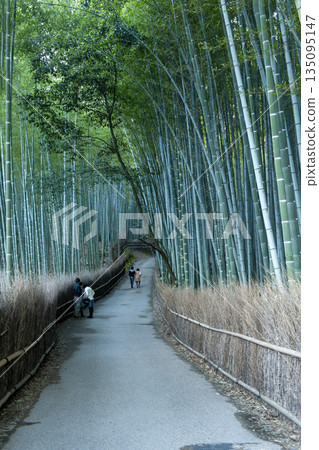Arashiyama, a path surrounded by numerous upright Moso bamboo trees 135095147