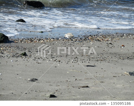 一隻磯鷸在溪川海灘岸邊覓食 一隻磯鷸在溪川海灘岸邊覓食 135095186