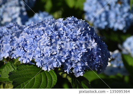 繡球花在初夏盛開 135095364