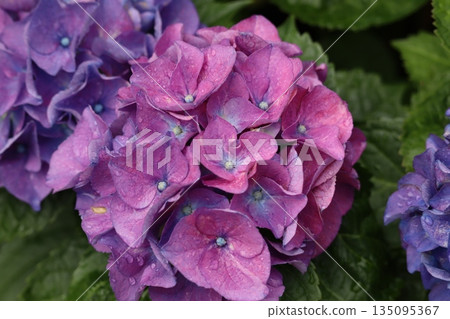 Hydrangeas bloom in early summer 135095367