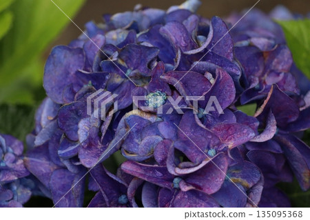 繡球花在初夏盛開 135095368