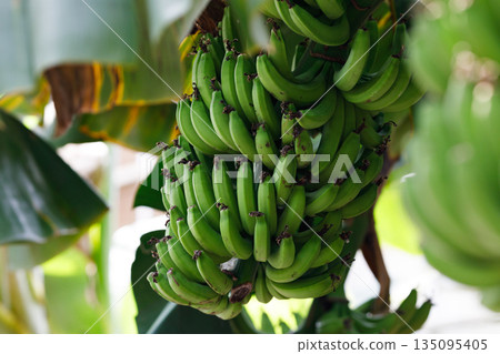 Island banana in Okinawa 135095405