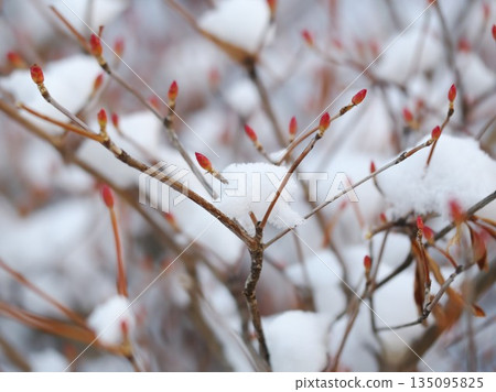雪覆蓋的鐘花枝 雪覆蓋的鐘花枝 135095825