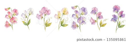Watercolor sweet pea illustration 135095861
