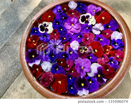 四月花水盆(三色堇)(愛知縣岡崎市菅尾神宮) 四月花水盆(三色堇)(愛知縣岡崎市菅尾神宮) 135096074