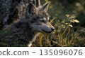 Curious Wolf Pup in Forest Meadow at Dusk  Natural Wildlife Portrait and Quiet Moment 135096076