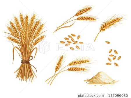 水彩麥田插圖 水彩麥田插圖 135096080