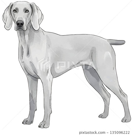 Watercolor illustration of a Weimaraner Watercolor illustration of a Weimaraner 135096222