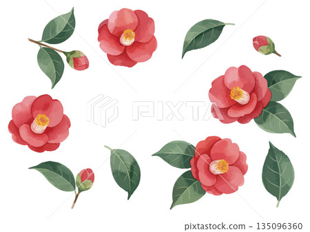 水彩山茶花插圖 水彩山茶花插圖 135096360