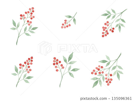 水彩風格的南天竹插圖 水彩風格的南天竹插圖 135096361