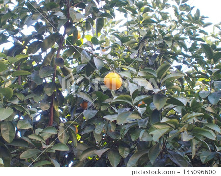 Tangerines on a tree 135096600