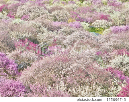 Inabe Plum Grove Park: A colorful spring tourist scene of plum blossoms spreading all over the place (Mie Prefecture) 135096743