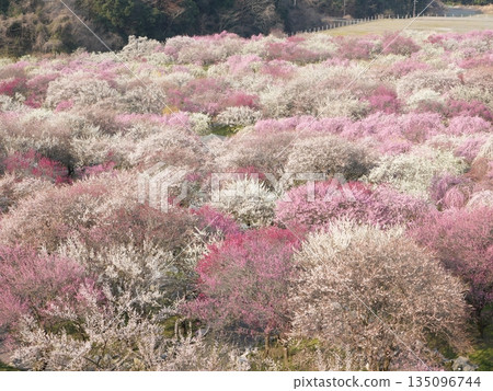 Inabe Plum Grove Park - A spectacular view of the plum blossom fields - A spring travel image 135096744