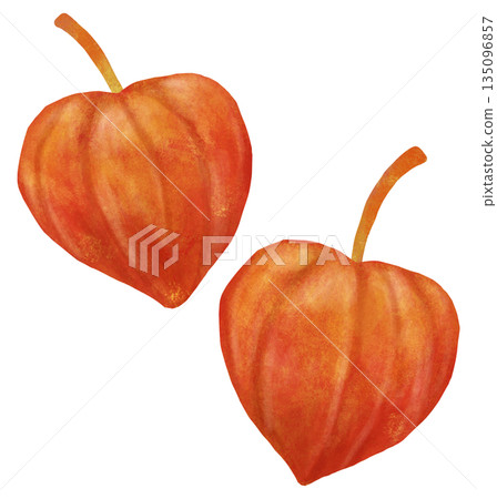 Simple illustration of physalis 135096857