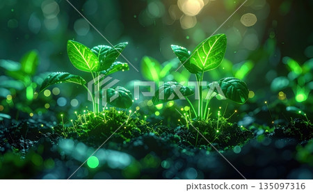 Bright green forest leaves, closeup macro of fresh nature growth on a wet tree branch in the summer rain 135097316