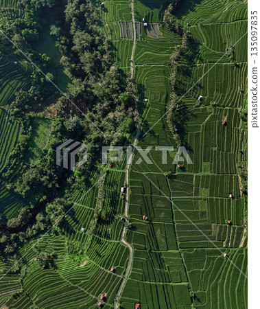 Magnificent Drone Shot Showcasing Verdant Rice Paddies Magnificent Drone Shot Showcasing Verdant Rice Paddies 135097835