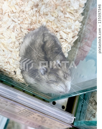 角落裡玻璃籠中的倉鼠 135097846