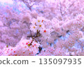 蓬鬆的櫻花 135097935