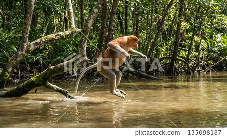 長鼻猴跳入河中 135098187