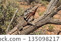 Frilled Lizard 135098217