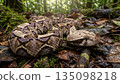 Gaboon Viper 135098218