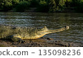 Gharial 135098236