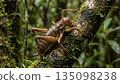 Giant Weta 135098238
