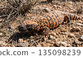 Gila Monster 135098239