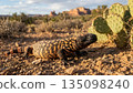 Gila Monster 135098240