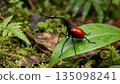 Giraffe Weevil 135098241