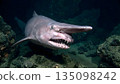 Goblin Shark 135098242