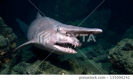 光鯊 135098242