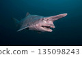 Goblin Shark 135098243