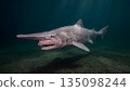 Goblin Shark 135098244