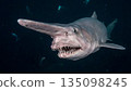 Goblin Shark 135098245
