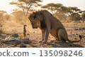 Equal footing between lion and meerkat 135098246
