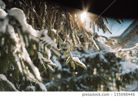 Sun flare through snowy spruce branches, winter background Sun flare through snowy spruce branches, winter background 135098448
