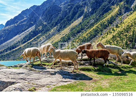 Sheeps at Lac de Gaube. Gaube Lake is a lake in the French Pyrenees, near the town of Cauterets in France Sheeps at Lac de Gaube. Gaube Lake is a lake in the French Pyrenees, near the town of Cauterets in France 135098516