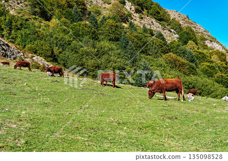 Cows in a meadow by the wonderful altitude lake of Lac d'Estaing in the Lavedan, Hautes-Pyrenees, France. Cows in a meadow by the wonderful altitude lake of Lac d'Estaing in the Lavedan, Hautes-Pyrenees, France. 135098528