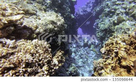 Underwater seascape on the coral reef in Red Sea, Egypt Underwater seascape on the coral reef in Red Sea, Egypt 135098644