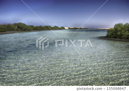 Mangrove forest in Ras Mohammed National Park, Sinai, Egypt Mangrove forest in Ras Mohammed National Park, Sinai, Egypt 135098647