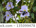 Purple Garden Flower Closeup With Leaves And Soft Light 135099478