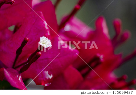 Red Bougainvillea Bracts Macro Closeup With Soft Green Background 135099487