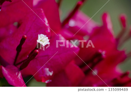 Red Bougainvillea Closeup With Shallow Depth Of Field And Bokeh. 135099489