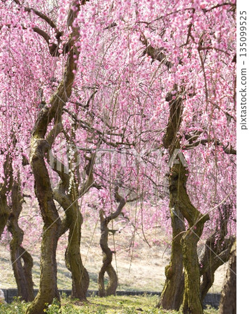 稻部梅林公園,垂枝梅花隧道,春季旅遊勝地(三重縣稻部市) 稻部梅林公園,垂枝梅花隧道,春季旅遊勝地(三重縣稻部市) 135099525