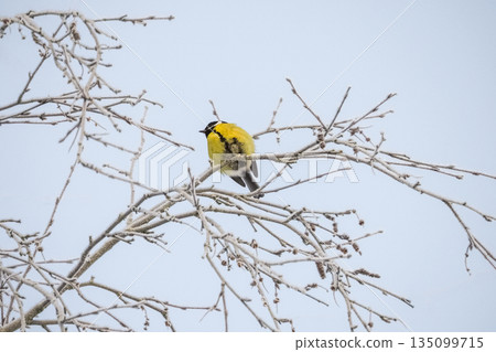 A tit bird is perched on a tree branch in the snow. A tit bird is perched on a tree branch in the snow. 135099715