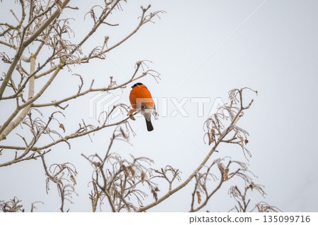 Bullfinch sitting on a branch without leaves or winter. Bullfinch sitting on a branch without leaves or winter. 135099716