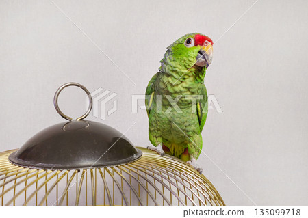 Big green Amazon parrot is perched on top of a cage. Big green Amazon parrot is perched on top of a cage. 135099718