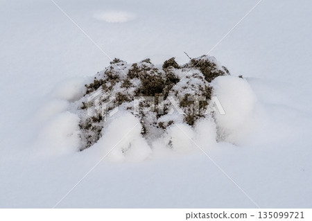 Earth from a mole's hole under the snow. Earth from a mole's hole under the snow. 135099721
