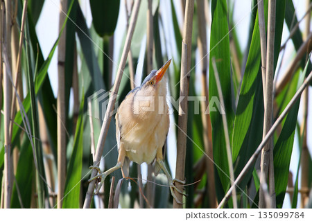 Little bittern's groom (Botaurus minutus) Little bittern's groom (Botaurus minutus) 135099784